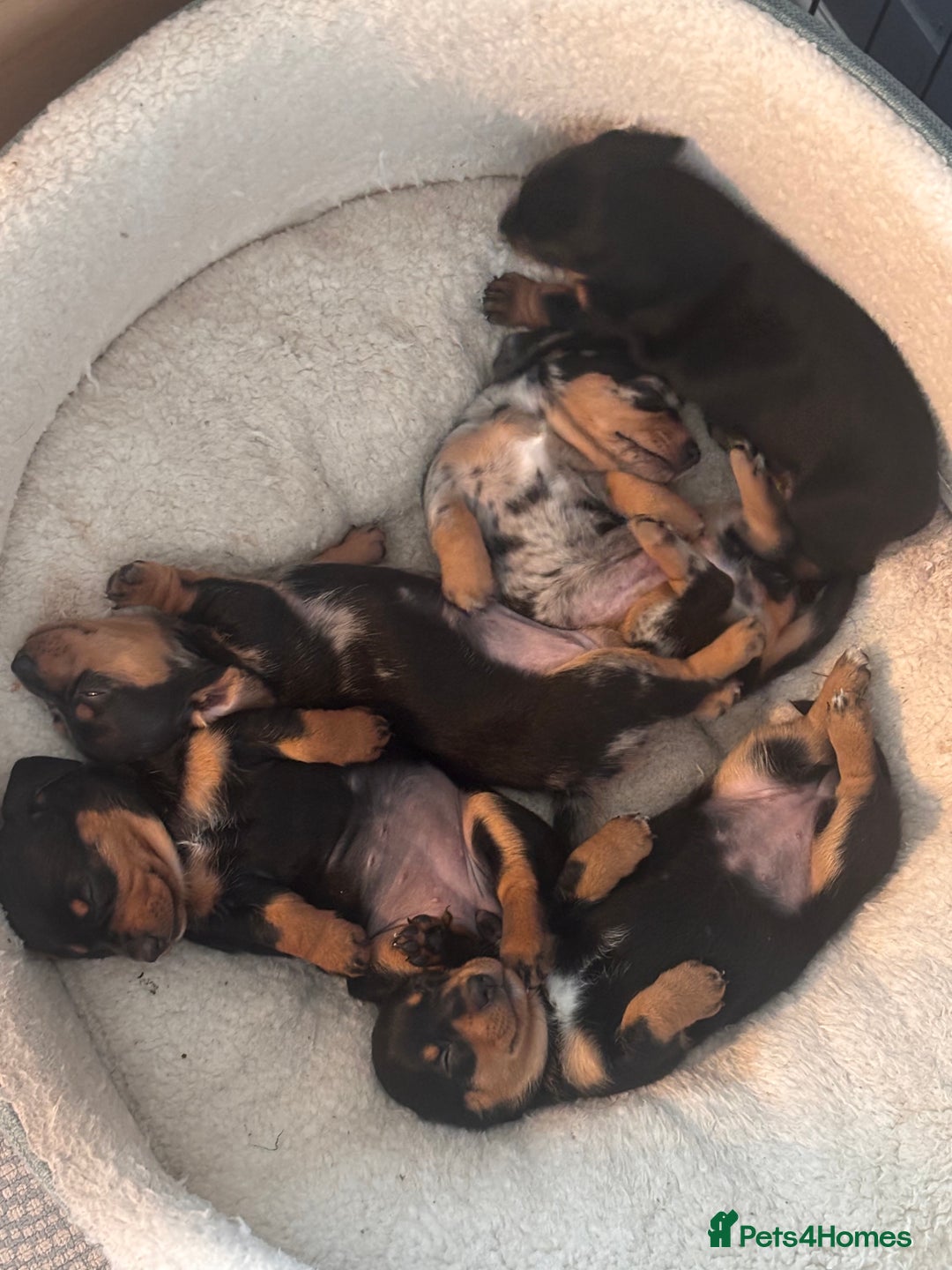 Miniature Dachshund dogs for sale: 🐾 Beautiful Miniature Dachshund 4 Girls 💕 🐾 - Image 12