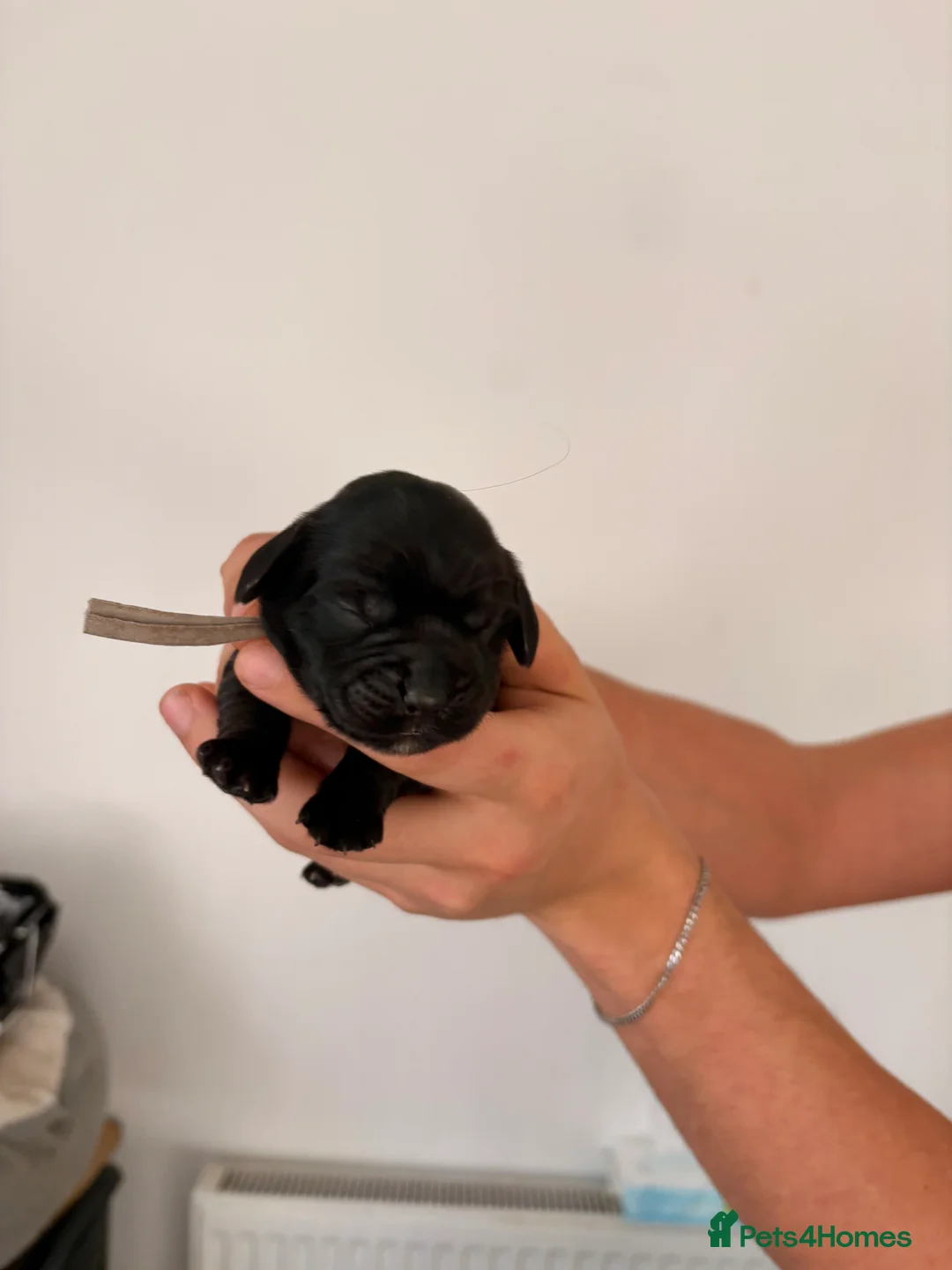 Cocker Spaniel dogs for sale: Beautiful litter of 9 cocker spaniel puppies 🥰 - Advert 14