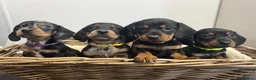 Miniature Dachshund dogs for sale: Miniature dachshunds ready for there new home - Advert 4