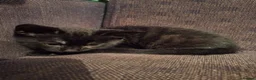 Mixed Breed cats for sale: Very nice kittens:3 boys and 3 girls - Advert 33