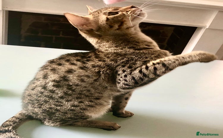 Savannah cats - Advert 11