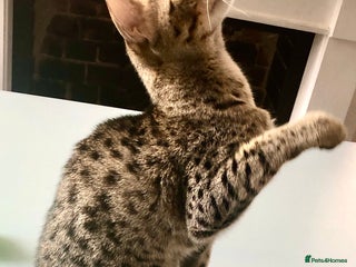Savannah cats - Advert 37