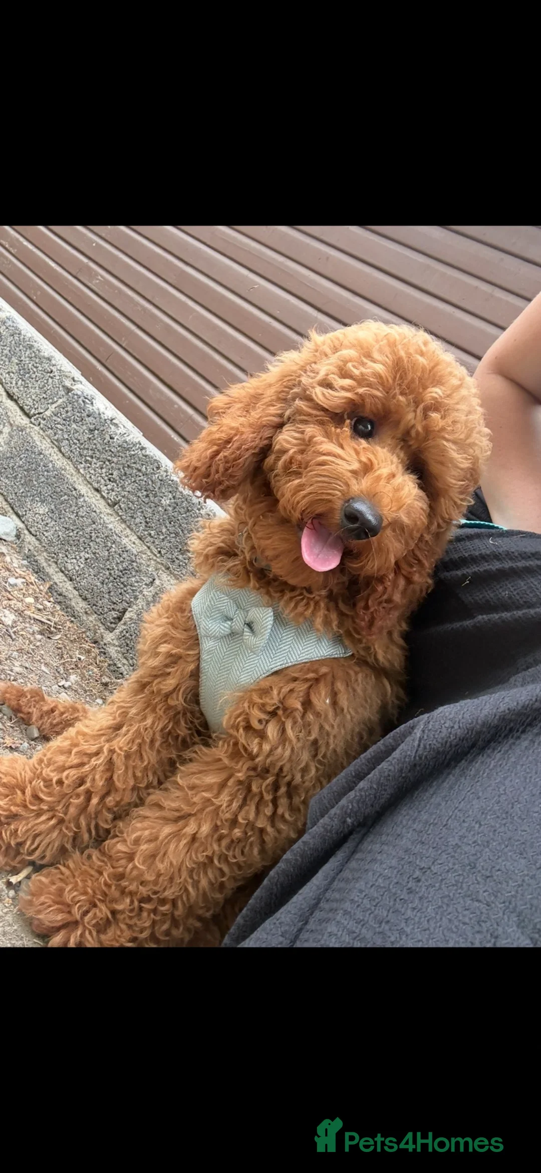 Cavapoo dogs for sale: rehoming little joey  in Cardiff - Advert 2