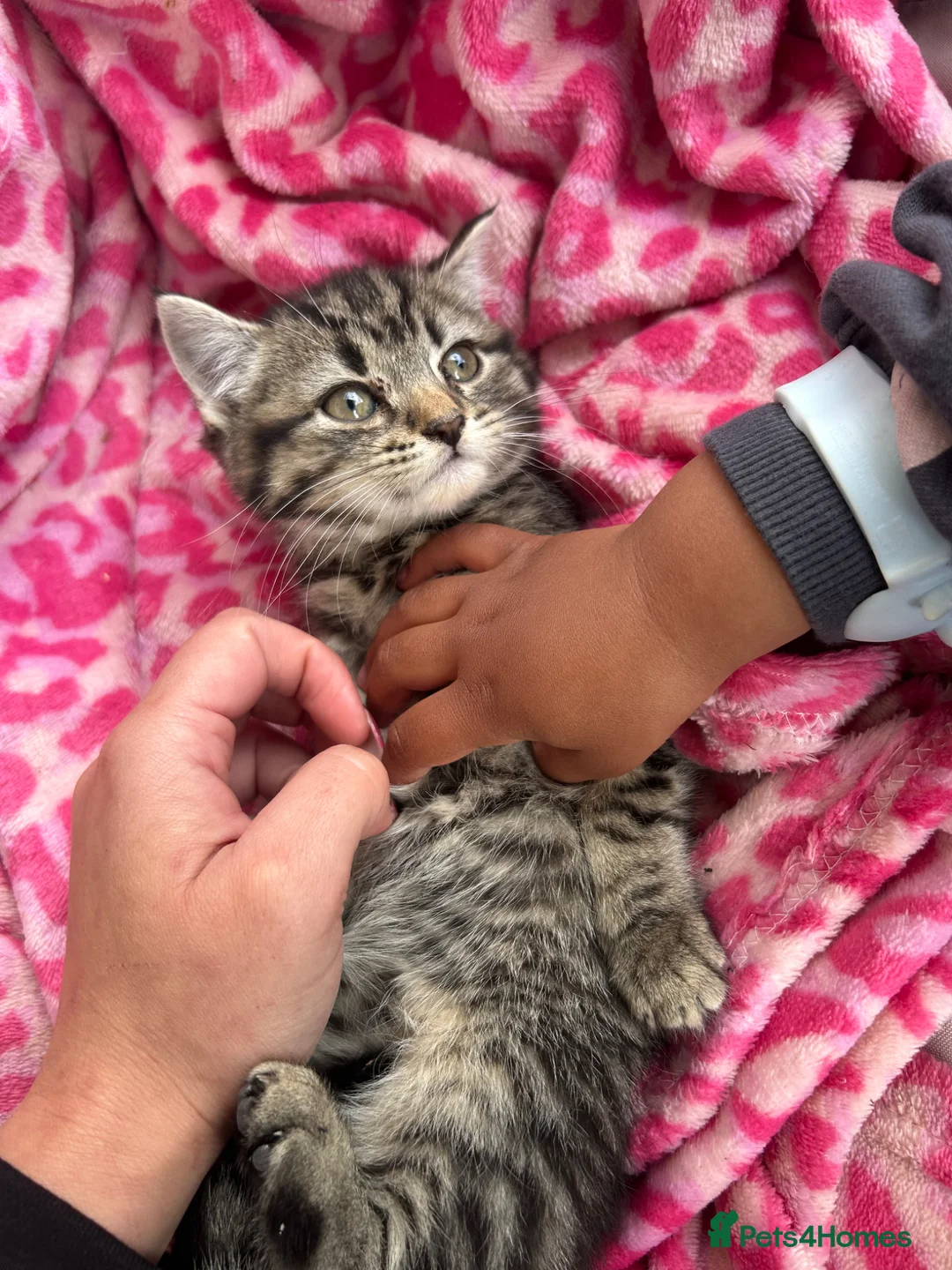 Mixed Breed cats for sale: Kitten - Advert 1