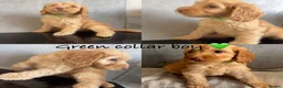 Cockapoo dogs for sale: *READY NOW* - 4 left - cockapoo puppies - Advert 9