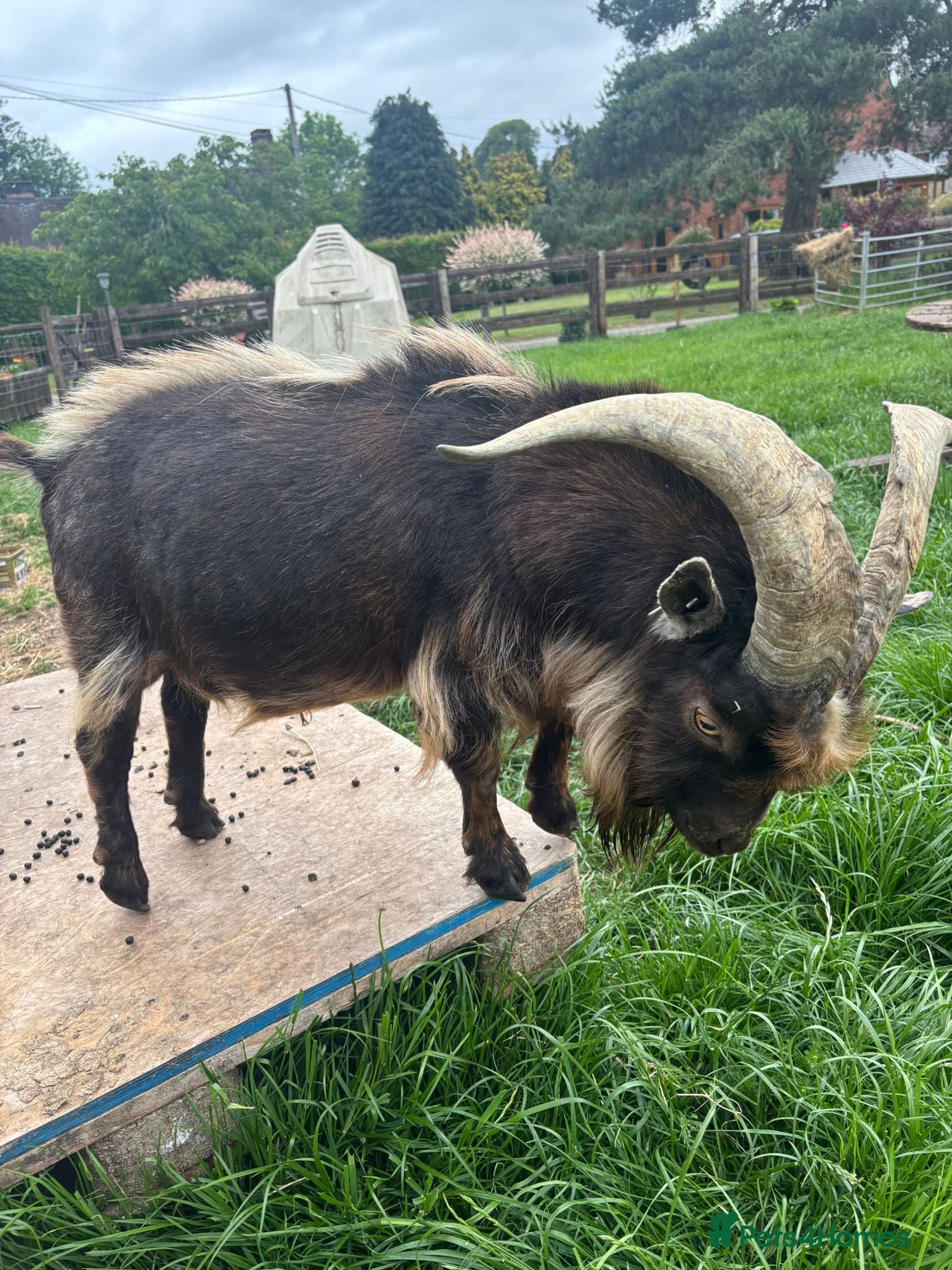 Goats livestock for sale: Pygmy goat Billy  - Advert 3