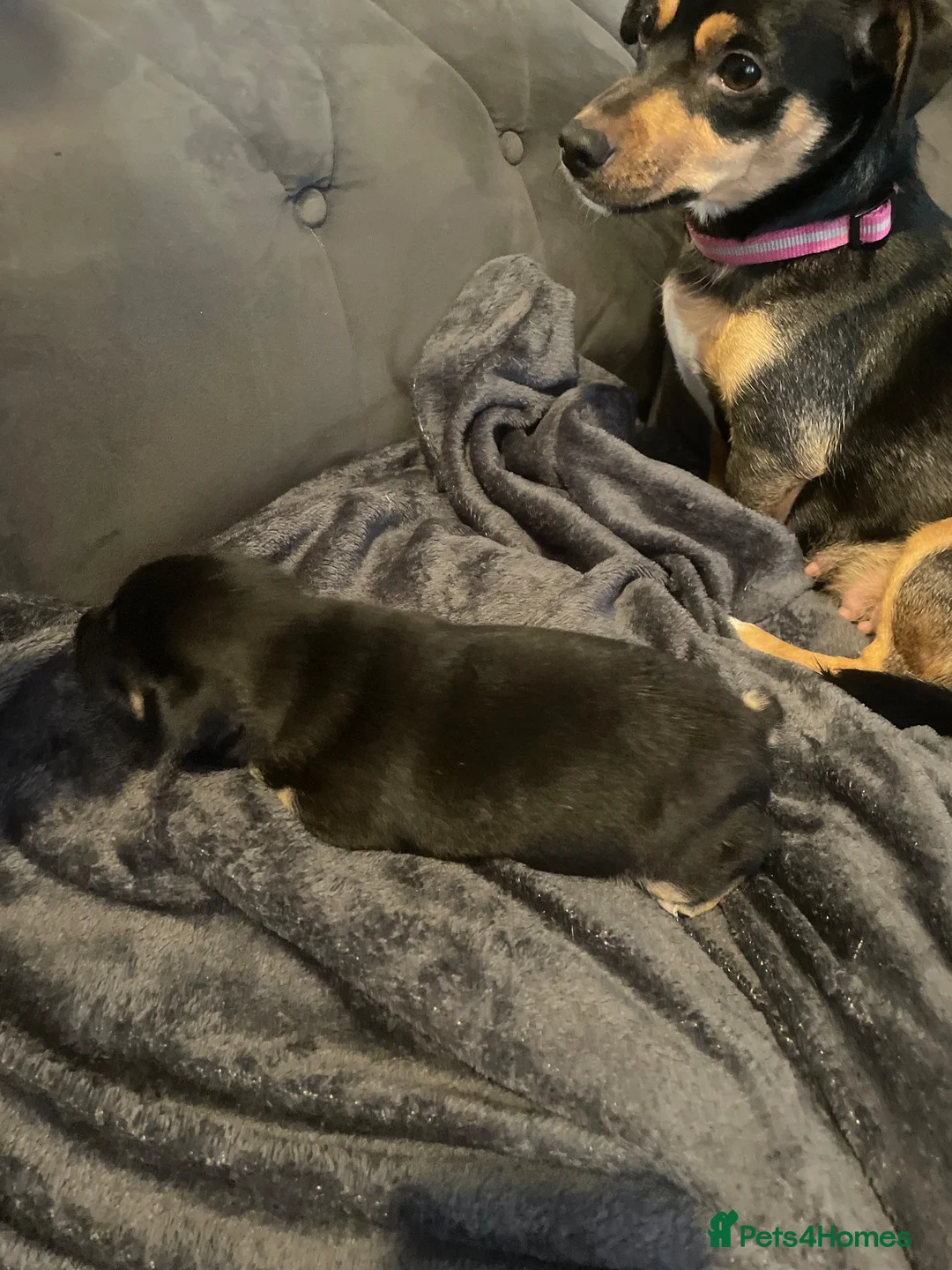 Jack Russell dogs for sale: Jack Russel pup  - Advert 2