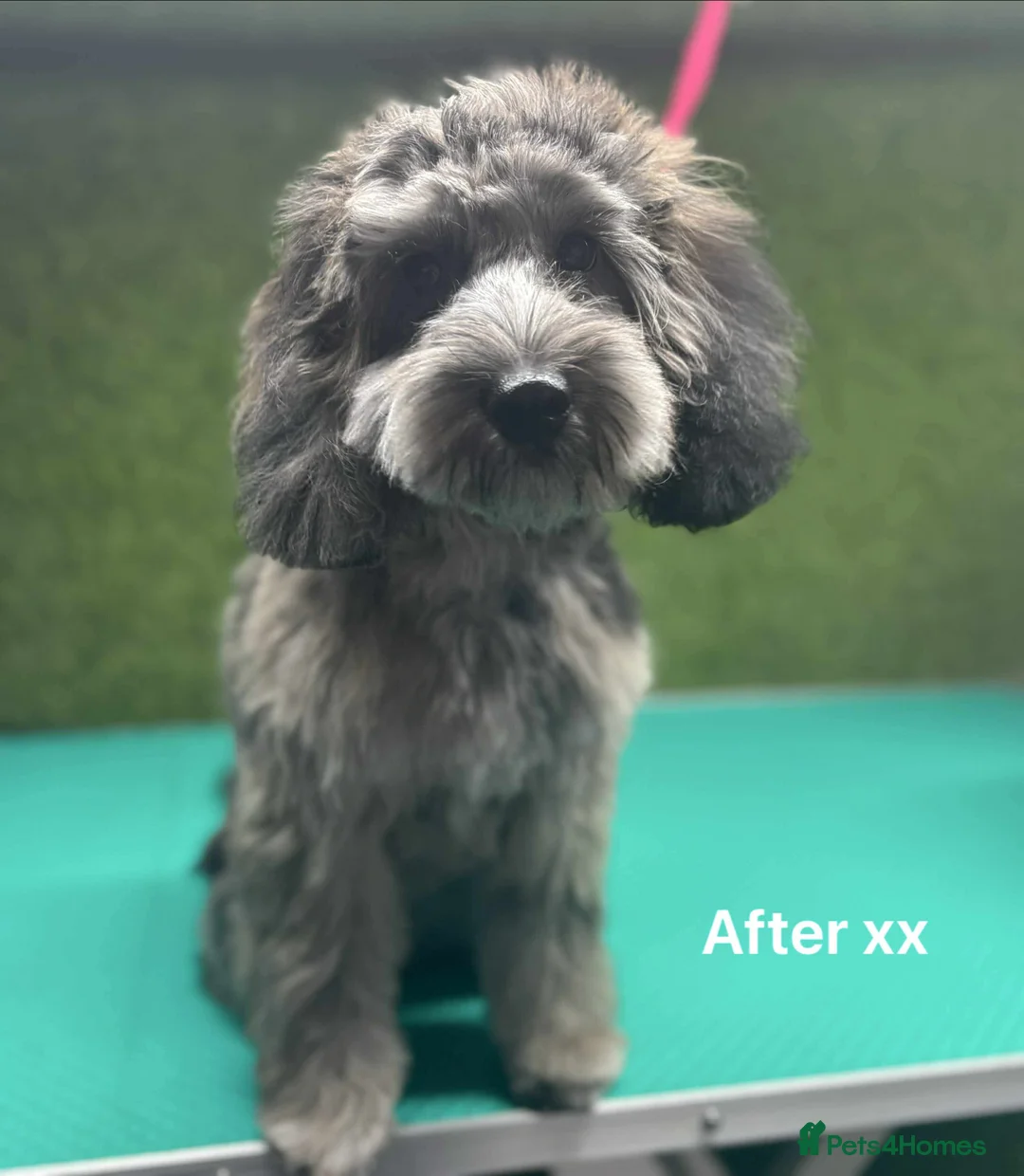 Cockapoo dogs for sale: merle cocapoo,MABEL🩷 - Advert 12