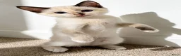 Siamese cats for sale: 3 Stunning Traditional Applehead Siamese Kittens - Advert 5