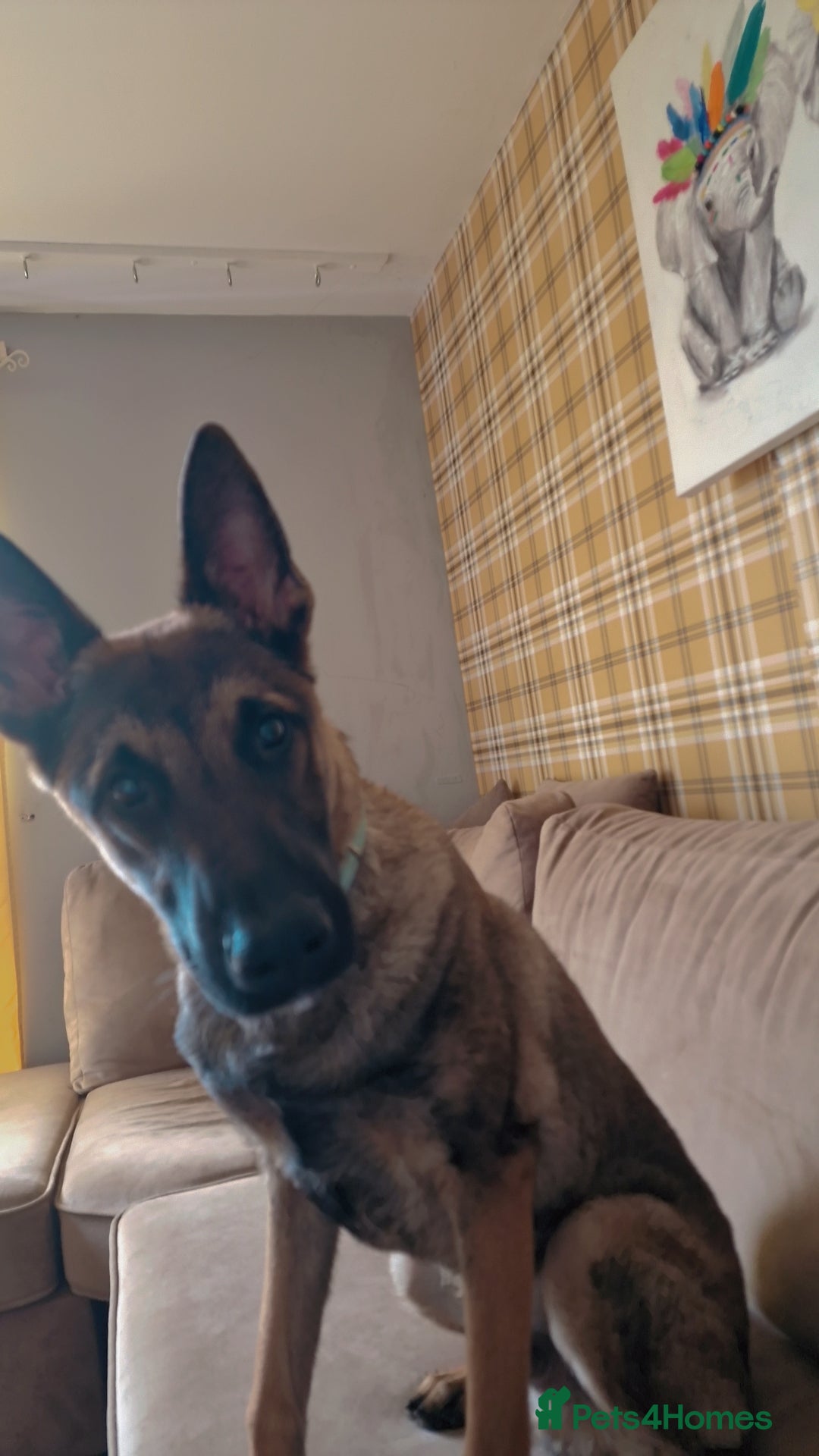 Belgian Shepherd Dog dogs Belgium shepherd for sale  - Advert 2