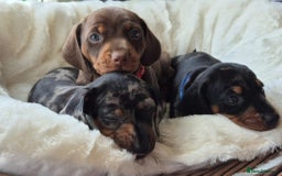 Miniature Dachshund dogs for sale: Stunning Pedigree Miniature Dachshund pups  - Image 3