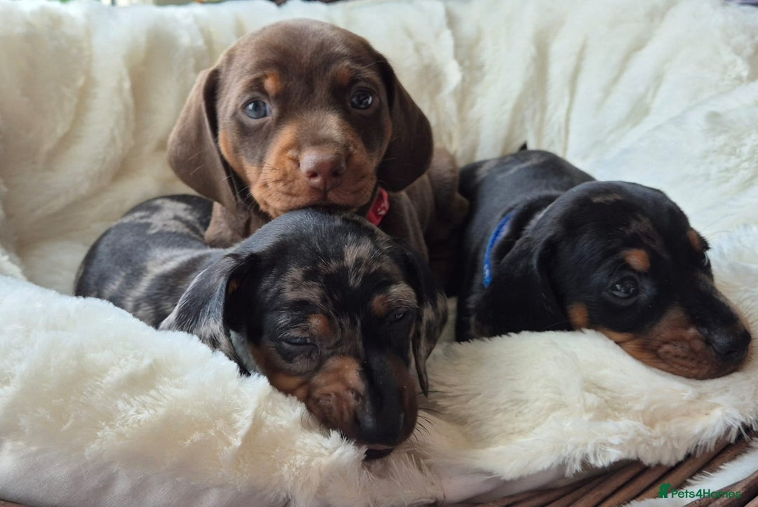 Miniature Dachshund dogs for sale: Stunning Pedigree Miniature Dachshund pups  - Image 3