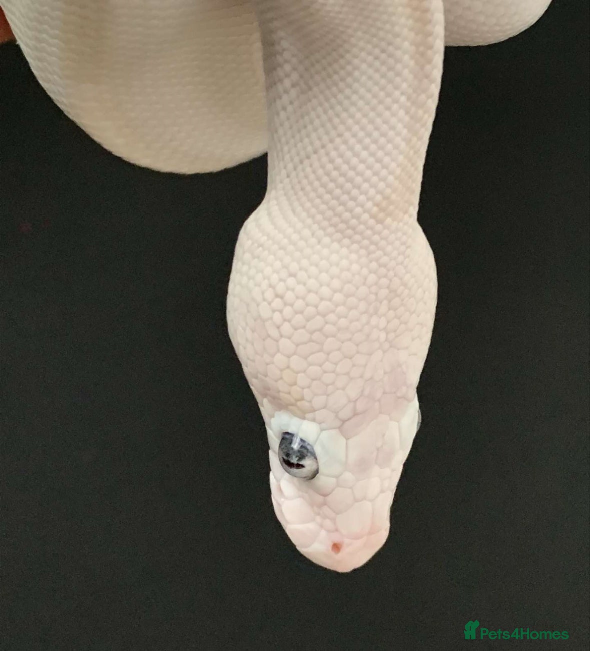 Python Snake reptiles Blue Eyed Lucy Ball Python - Advert 1