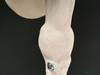 Python Snake reptiles Blue Eyed Lucy Ball Python - Advert 5