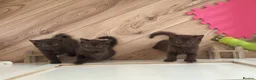 British Shorthair cats for sale: ⭐️🇬🇧 ,GCCF REG chocolate girl - Advert 3