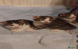 Mixed Breed cats for sale: MIXED KITTENS FOR SALE - Image 3