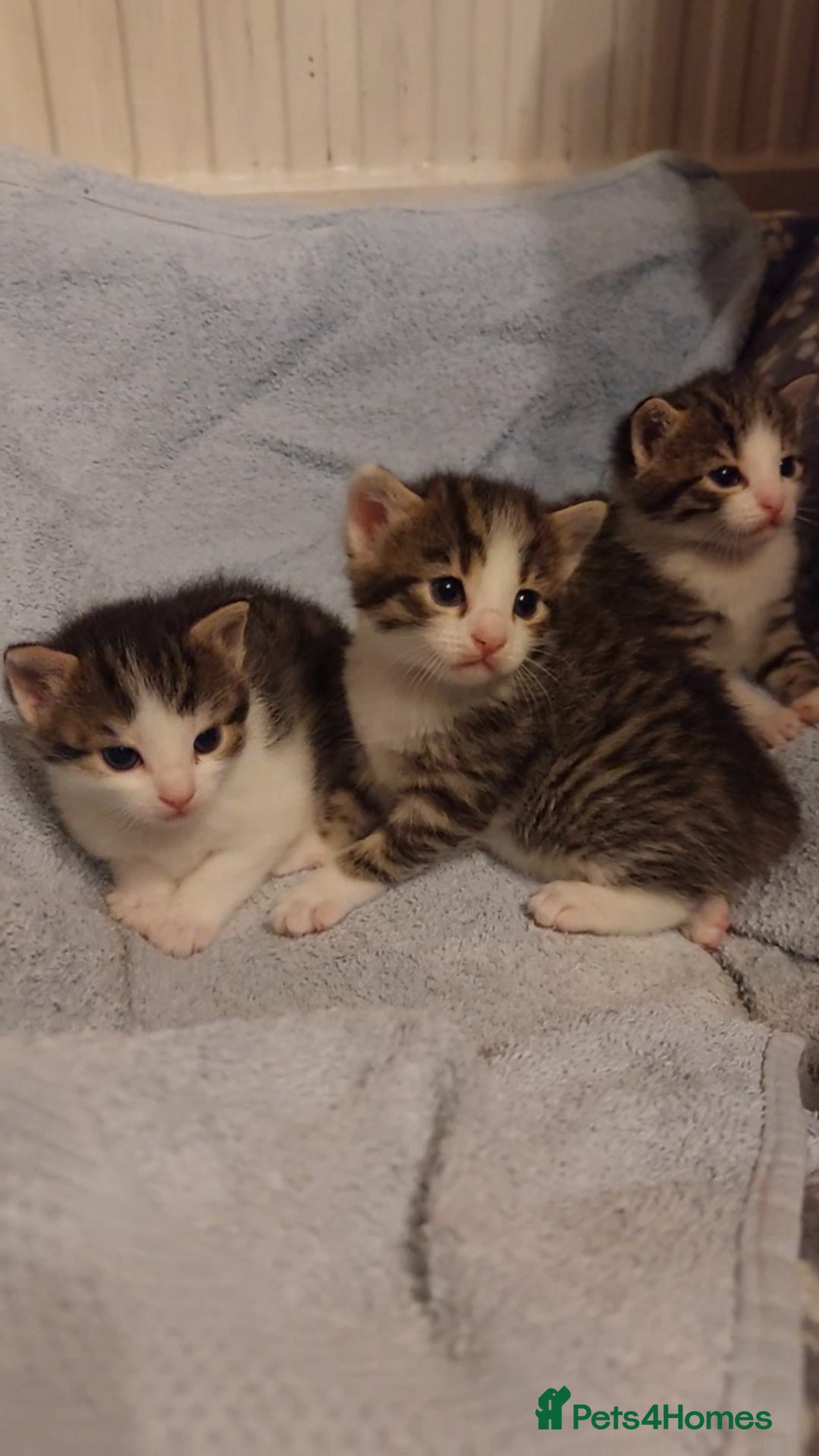 Mixed Breed cats for sale: MIXED KITTENS FOR SALE - Image 3