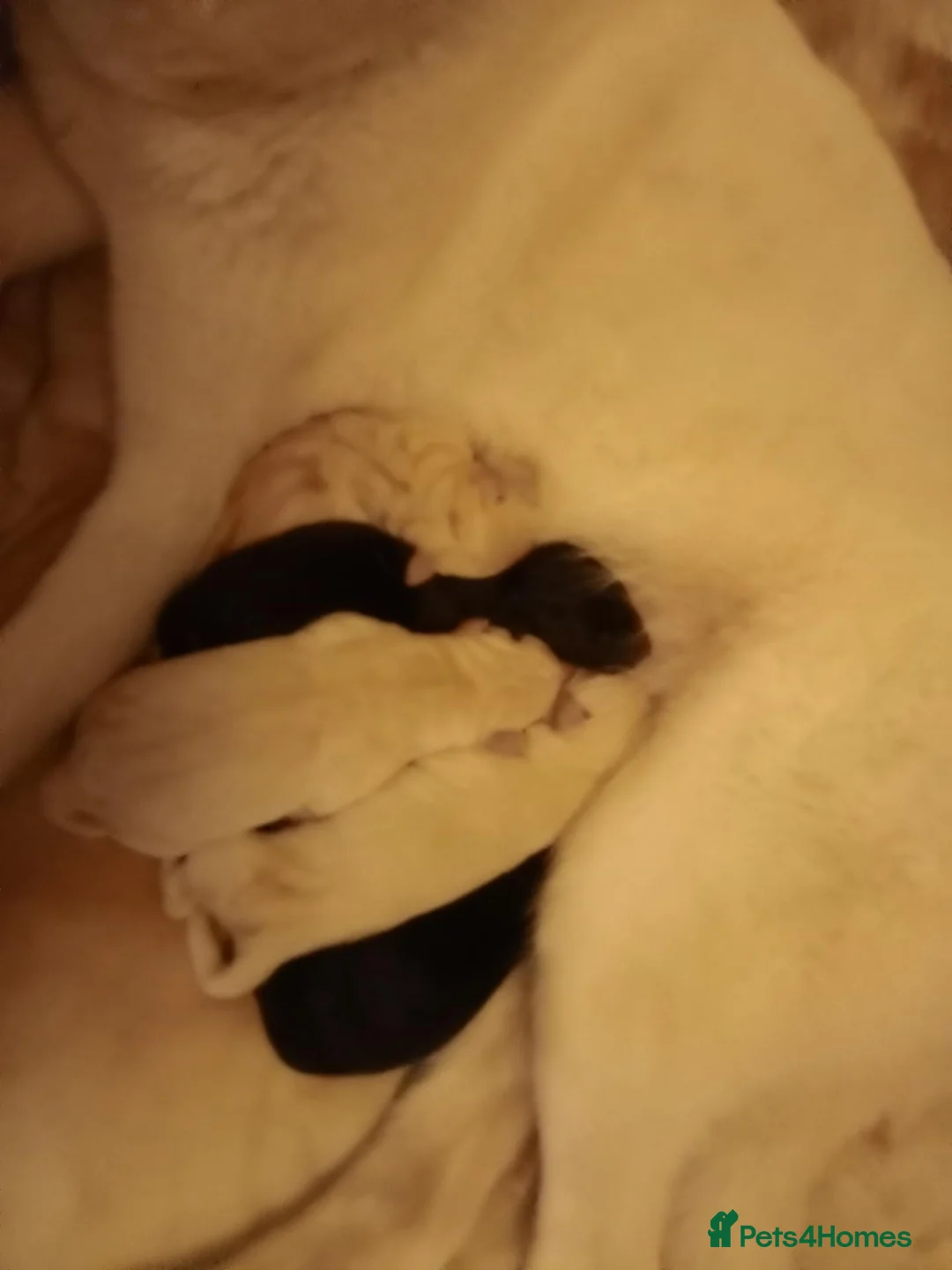 Mixed Breed dogs for sale: Labsky - Advert 2