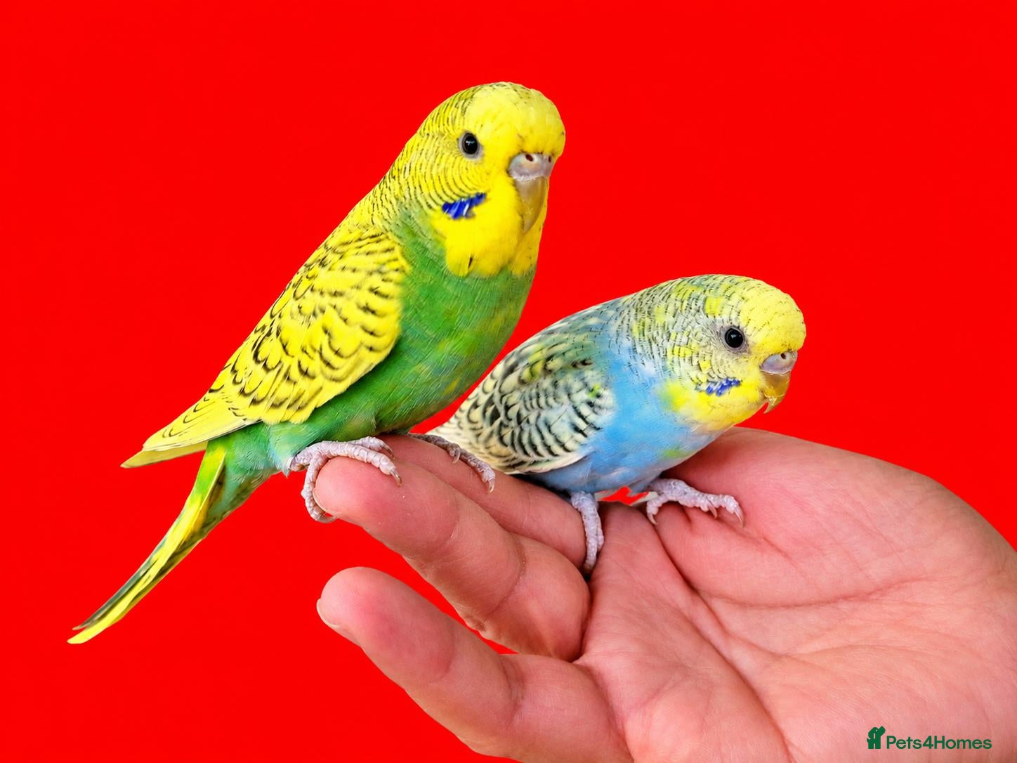 Budgerigars birds Super silly hand tamed baby budgies  - Advert 10