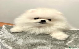Pomeranian dogs for sale: Korean–Russian Exclusive Teddy Bear Pomeranian ✨🐻 - Advert 13