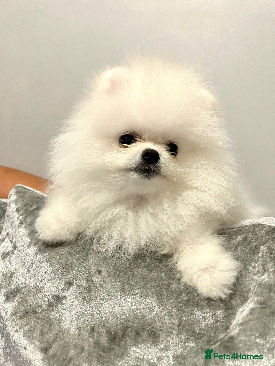 Pomeranian dogs for sale: Korean–Russian Exclusive Teddy Bear Pomeranian ✨🐻 - Advert 13