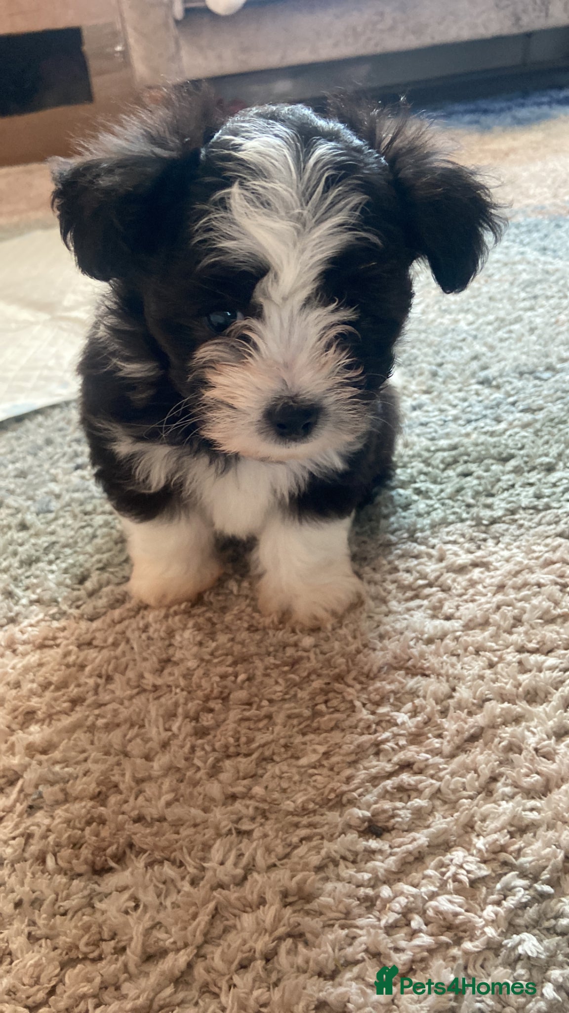 Pomapoo dogs Beautiful pomapoo puppies - Advert 1