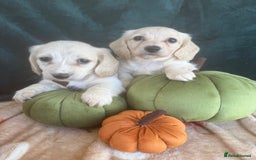 Miniature Dachshund dogs for sale: English creams miniature dachshunds  - Image 10