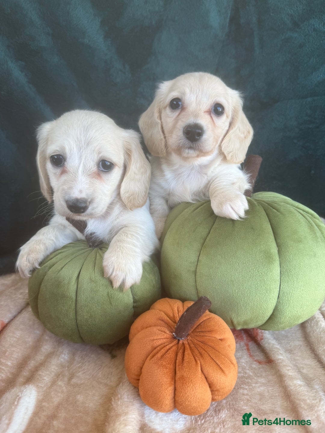 Miniature Dachshund dogs for sale: English creams miniature dachshunds  - Image 10