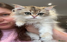British Longhair cats for sale: Stunning boy - Image 1