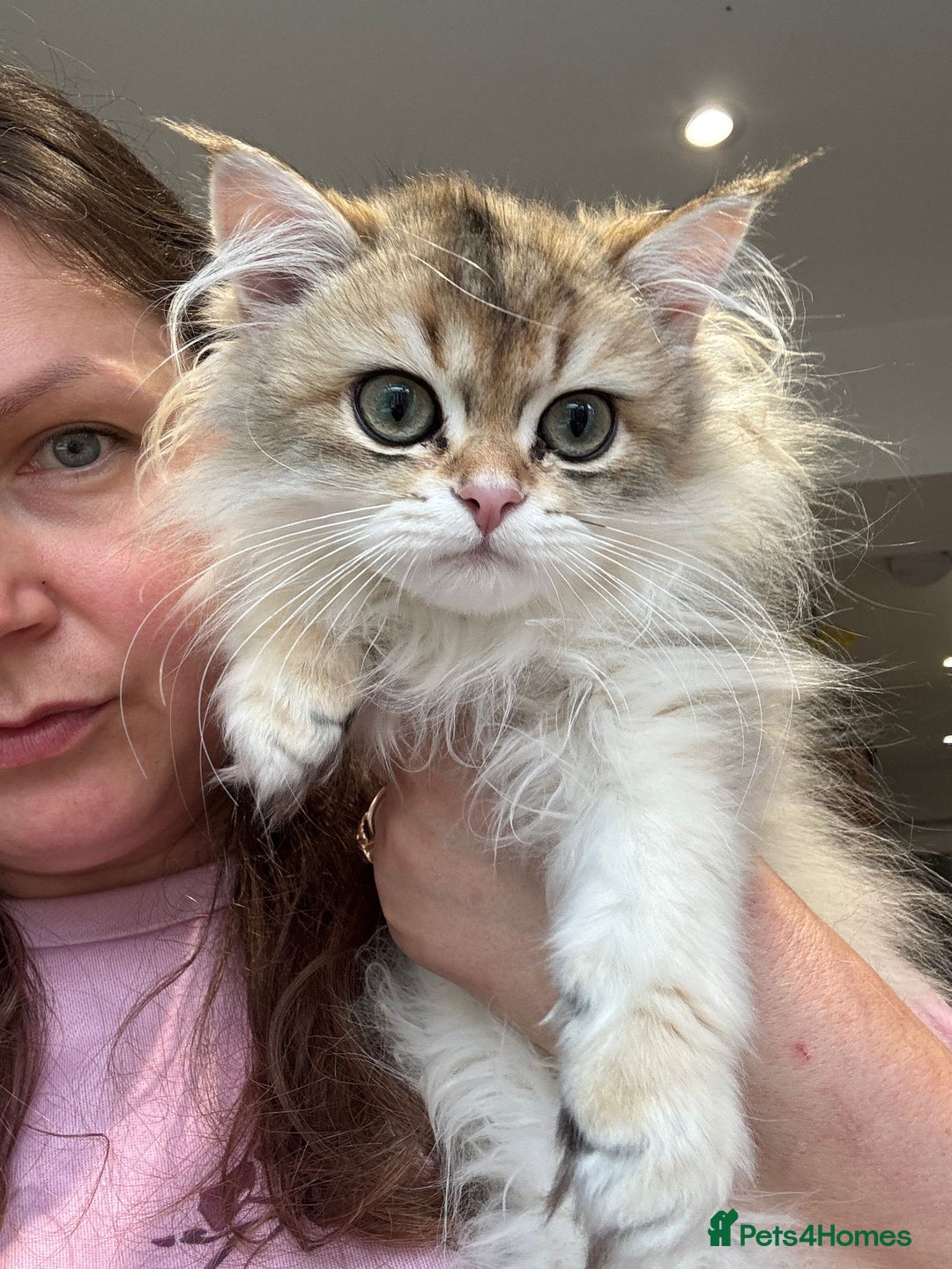 British Longhair cats for sale: Stunning boy - Image 1