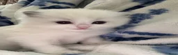 Ragdoll cats for sale: 🏆gccf ragdoll kitten-exceptional pedigree - Advert 31