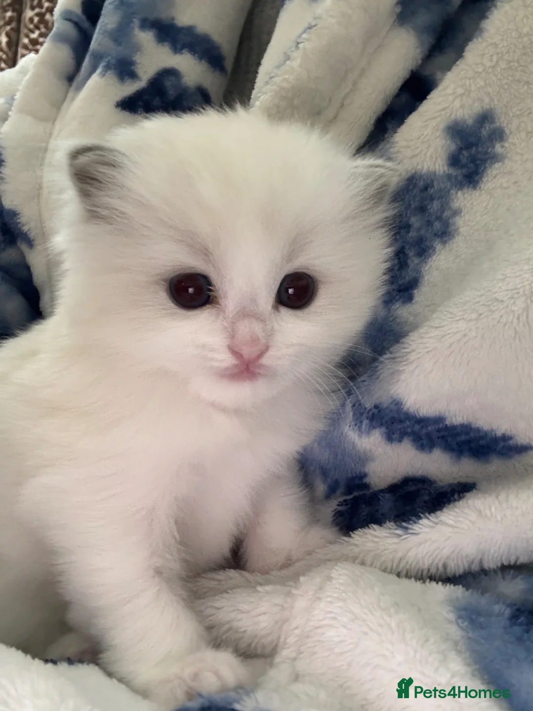 Ragdoll cats for sale: 🏆gccf ragdoll kitten-exceptional pedigree - Advert 31