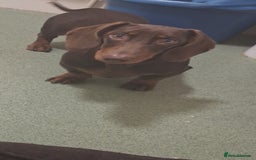 Dachshund dogs for sale: Gorgeous pup looking for his forever home. - Image 1
