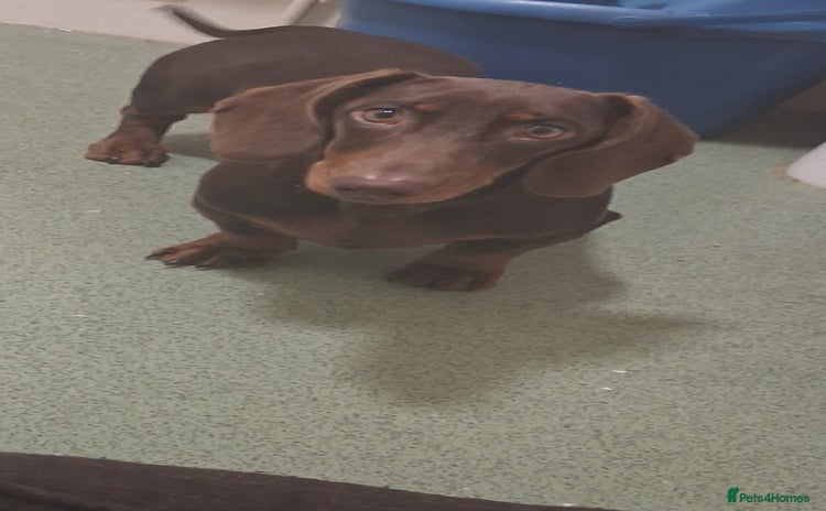 Dachshund dogs - Advert 11