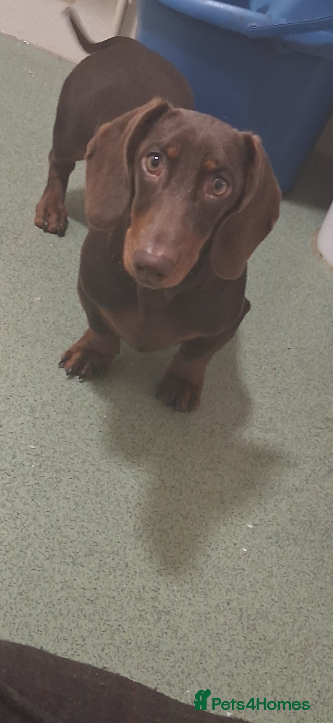 Dachshund dogs for sale: Gorgeous pup looking for his forever home. - Image 1