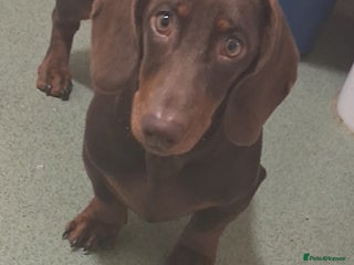 Dachshund dogs - Advert 18