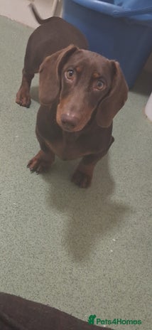Dachshund dogs - Advert 2