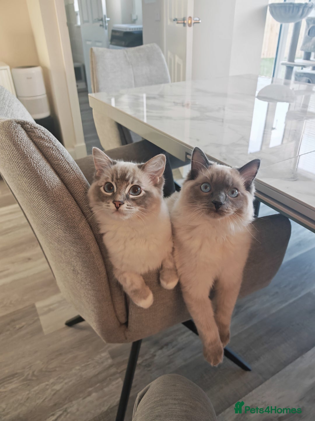 Ragdoll cats for sale: Bonded pair of male ragdolls - Advert 1