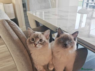 Ragdoll cats Bonded pair of male ragdolls - Advert 3