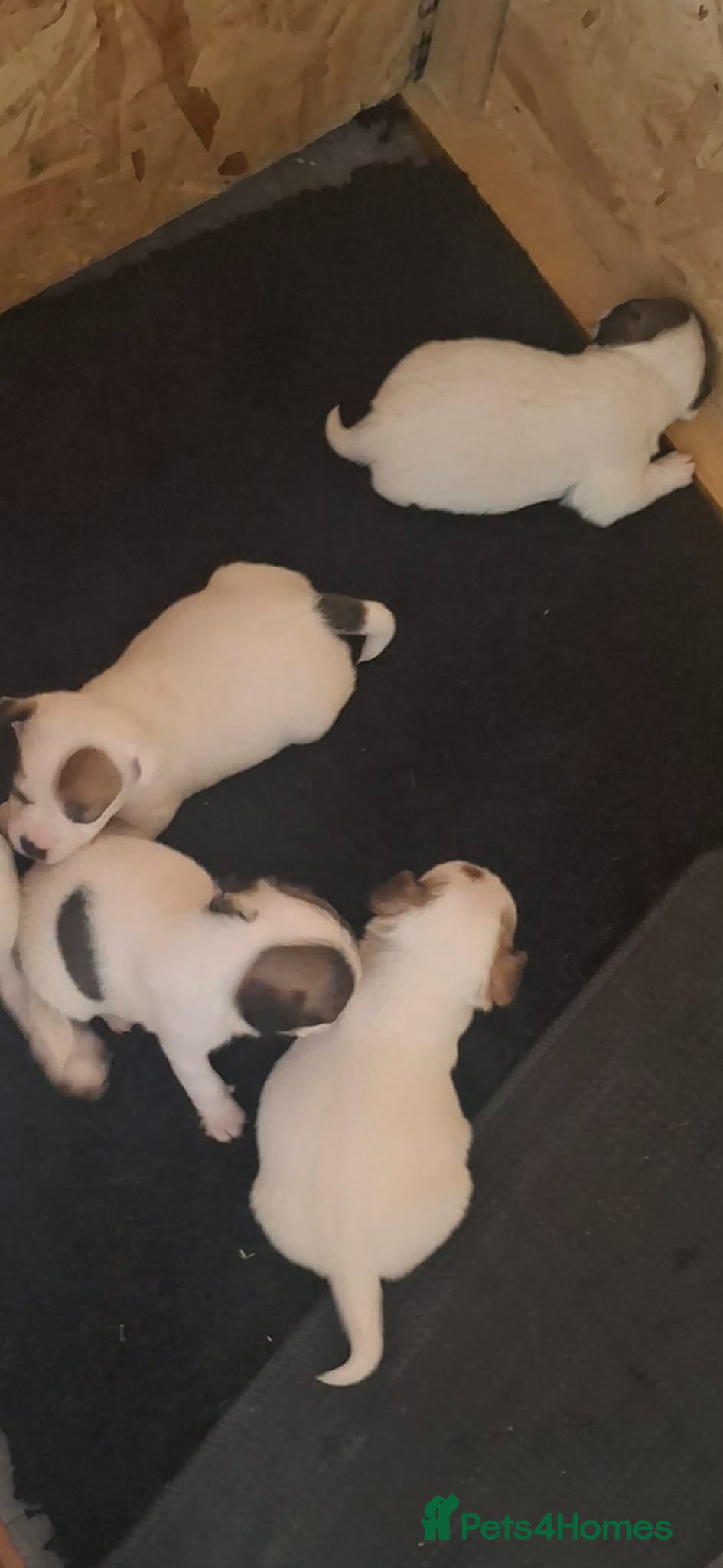 Jack Russell dogs for sale: Jack Russell puppys in Enfield - Advert 13