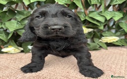 Cocker Spaniel dogs for sale: Last beautiful boy ! import line show cockers - Image 28
