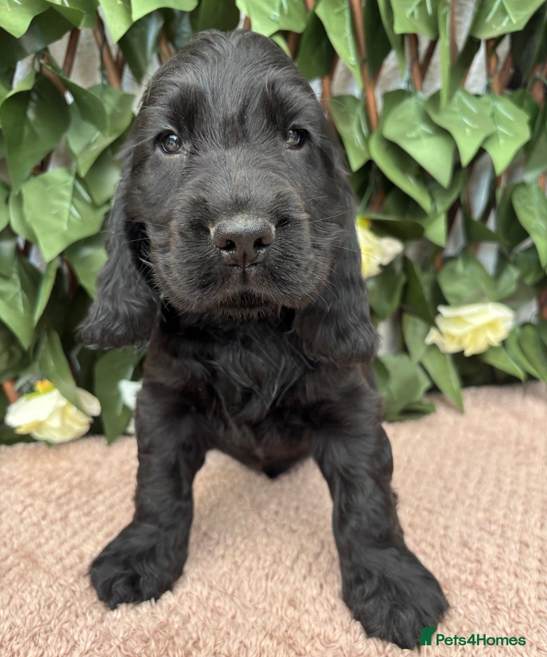 Cocker Spaniel dogs for sale: Last beautiful boy ! import line show cockers - Image 28