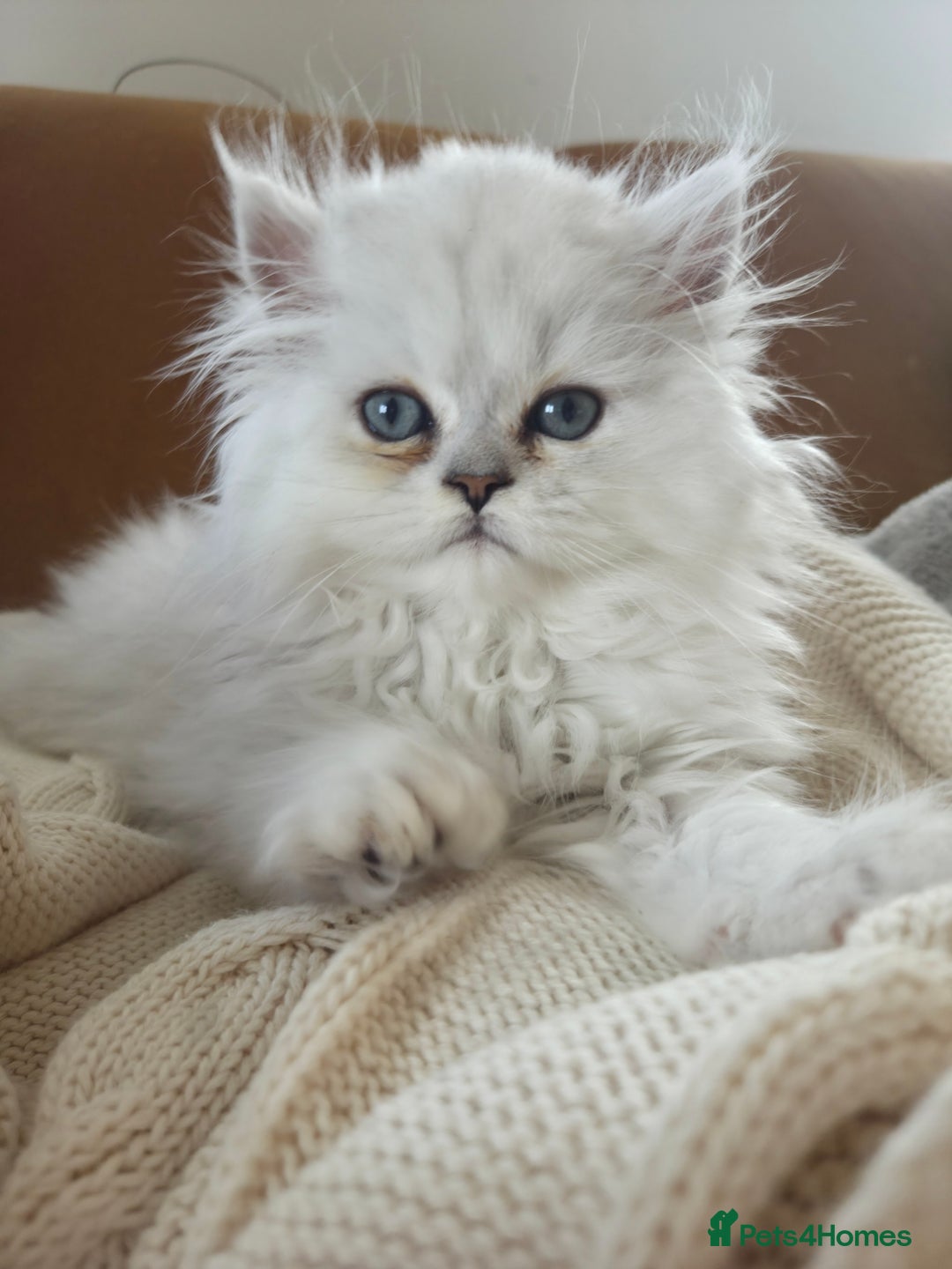 Persian cats for sale: Silvertip Chinchilla Persian- Boy & Girl Available - Advert 4