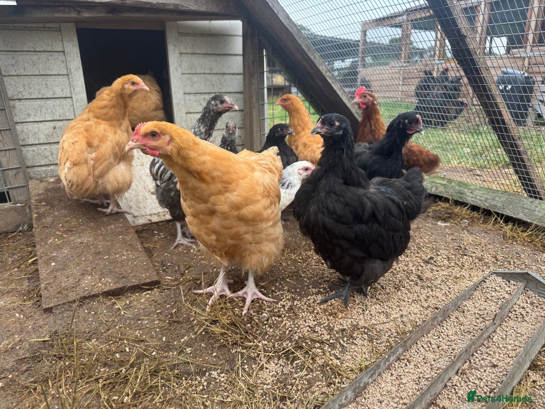 Chickens poultry for sale: Trio of Orpington’s Black or buff  - Image 4