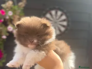 Pomeranian dogs Rare colours Pomeranians - Advert 1