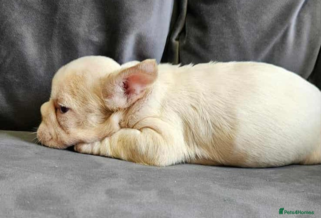 French Bulldog dogs for sale: French bulldog puppies - Advert 2