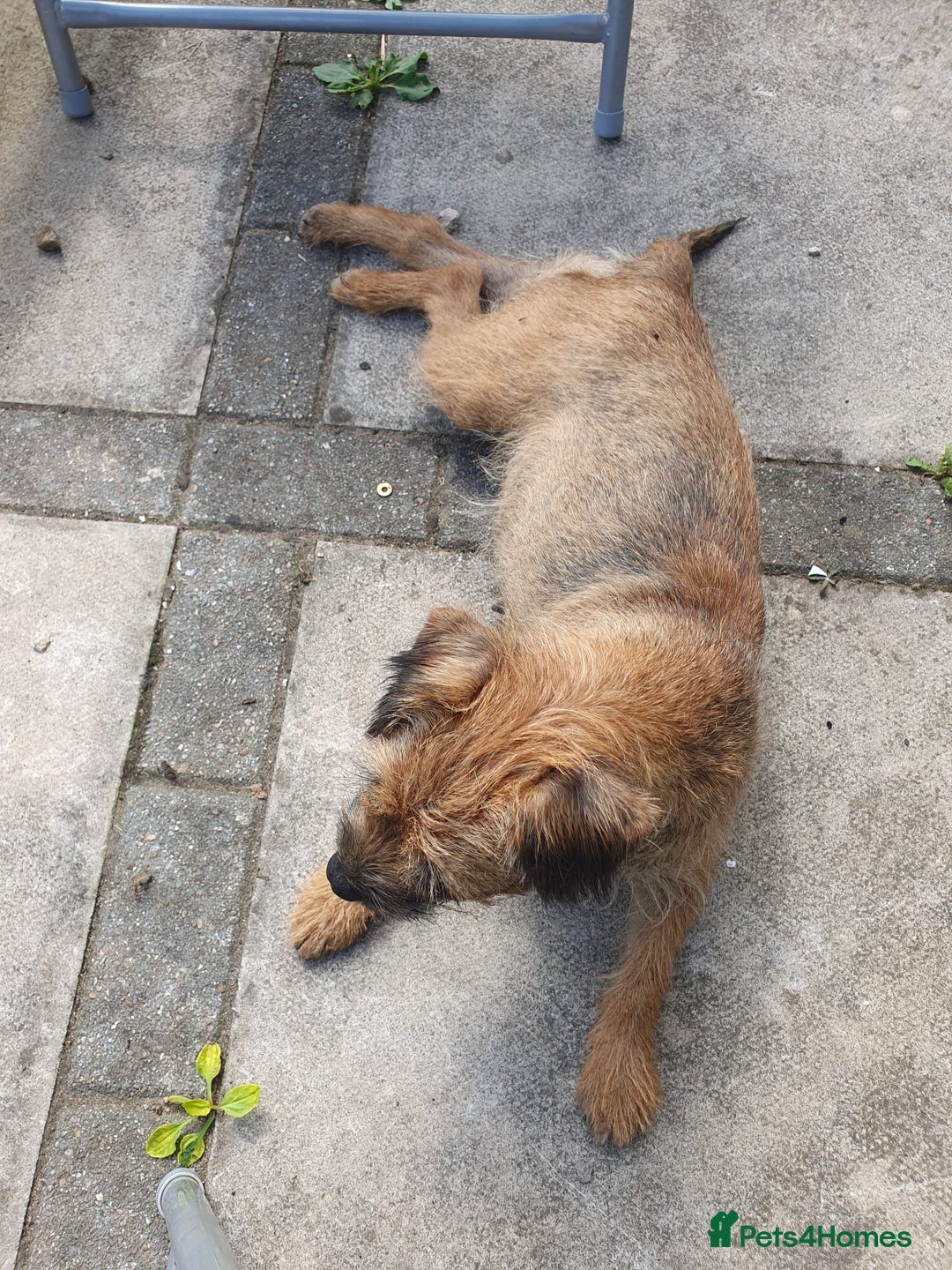 Border Terrier dogs for sale: Last female of the litter left  - Image 3