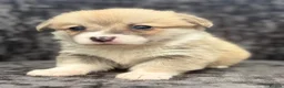 Welsh Corgi Pembroke dogs for sale: Top quality corgis  - Advert 17