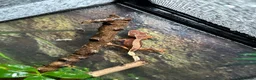 Gecko reptiles for sale: Baby Crested Geckos (Pinstripes & Red Harliquin) - Advert 4