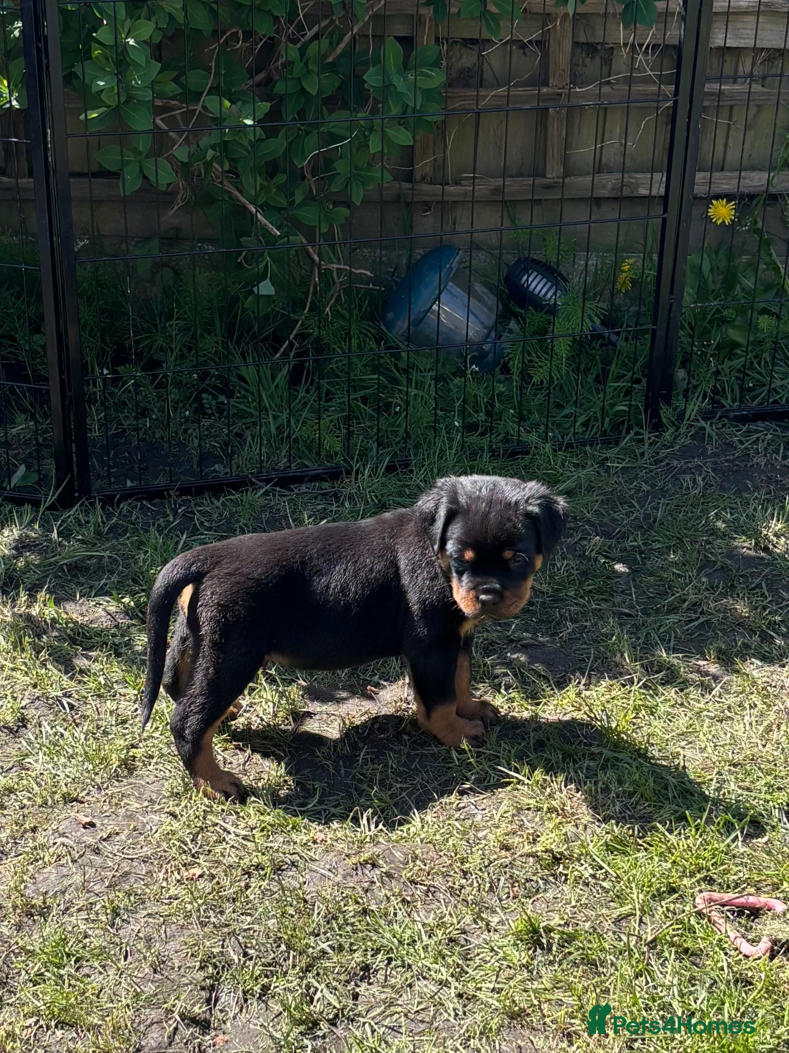 Rottweiler dogs Beautiful Health Tested Rottie Pups Available - Advert 2